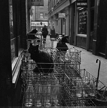 Cats in Shephards Market Mayfair from c1960 EH viewfinder