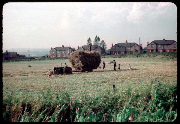 phyllis nicklin haymaking 1953